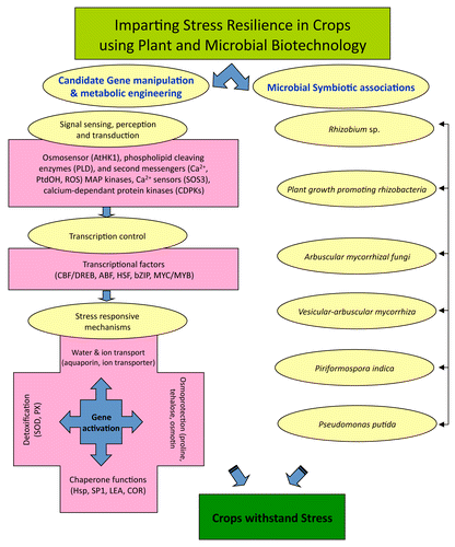 Figure 3. Biotechnological approaches for building resilience and mitigating the negative effect of stresses imposed by climate change.