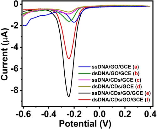 Figure 5 DPV curve of the different materials modified electrodes in a solution of 10 mM PBS (pH 7.4) containing 1 mM MB: ssDNA/GO/GCE (a), dsDNA/GO/GCE (b), ssDNA/CDs/GCE (c), dsDNA/CDs/GCE (d), ssDNA/CDs/GO/GCE (e) and dsDNA/CDs/GO/GCE (f).