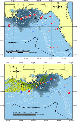 FIGURE 1. Location of sampling stations and the percent of skin lesions per station for (A) June–August 2011 and (B) June–August 2012. The percent of skin lesions at a station is indicated as follows: white circles = 0%, red graduated circles = 0.1–2.0%, 2.1–4.0%, 4.1–6.0%, and >6.0% (from smallest to largest), black and white circles = 0%, and blue graduated circles = 0.1–2.0%, 2.1–4.0%, 4.1–6.0%, and >6.0% (from smallest to largest). In panel (B), black and white and blue graduated circles represent stations first sampled in 2012, while white circles and red graduated circles represent stations sampled in both 2011 and 2012. The gray shading is the cumulative distribution of surface oil occurring during the duration of the Deepwater Horizon (DWH) event. At each 10’ square, the number of days oil was observed was multiplied by the daily density of surface oil observed at that location (low = 1, moderate = 5, high = 10) and summed. Oil density per square thus ranges from 0 to 572 “oil days.” The heavy black line in panel (A) separates the West Florida Shelf (WFS) from the northern Gulf of Mexico (NGM). Yellow dots are the current (April 2012) locations of oil and gas platforms (BOEM Citation2012). [Color figure available online.]