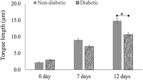 Figure 3. Re-epithelialisation of human skin in the diabetic and non-diabetic wound. The length of the new epithelial tongue in the non-diabetic section was significantly longer (14.8 μm) than that of the diabetic section (10.6 μm) after 12-day post-wounding (P = .04, n = 3). Data are illustrative of three experiments, *P < .05.
