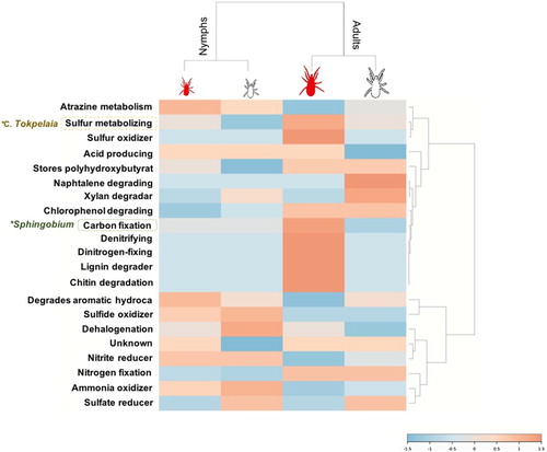 Figure 2. Identified bacterial microbiota phenotype. The bacterial taxonomy-to-phenotype mapping was done using the platform METAGENassist (http://www.metagenassist.ca/METAGENassist/faces/Home.js). Heatmaps were generated with genera classified using PSMs relative abundance. The dendrogram was generated using the similarity measure distance Pearson's correlation, and clustering using Ward's linkage algorithm. The heatmap displays an increase and decrease in each metabolic function in terms of genus PSMs relative abundance. Highlighted genera marked with an asterisk showed significant differences in pairwise comparisons (Chi2-test, P < 0.05) fully disclosed in Table 1.