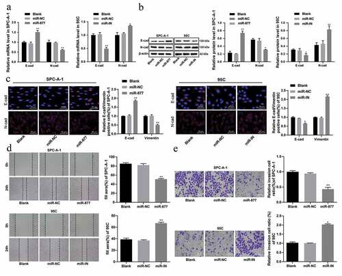 Figure 5. Overexpression of miR-877 inhibits the EMT, cell migration and invasion of LC cells. In the SPC-A-1 cells miR-877 was overexpressed and in the 95 C cells the miR-877 was inhibited. (a). Relative mRNA expression of EMT markers; (b). Relative protein levels of EMT markers; (c). Relative E-cadherin positive cells and decreased vimentin in SPC-A-1 cells and 95 C cells by immunofluorescence assay; (d). Relative migration ability of SPC-A-1 cells and 95 C cells in vitro; (e). Relative invasive ability of SPC-A-1 cells and 95 C cells in vitro. The experiment was performed three times independently. The results are presented as the mean ± standard deviation. Compared to the miR-NC group, * p < 0.05, ** p < 0.01. miR-877, microRNA-877; LC, lung cancer; EMT, Epithelial-mesenchymal transition; NC, negative control