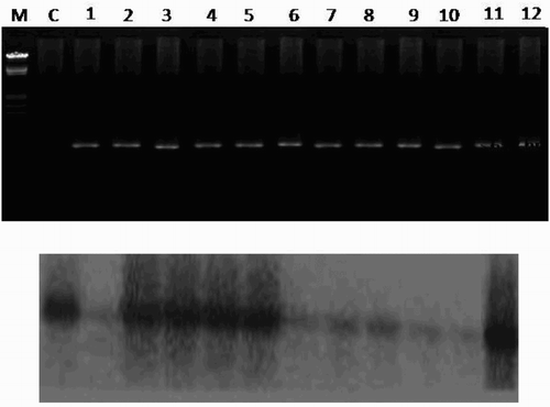 Figure 4. Confirmation of CMV-CP in T1 generation. (above) PCR, (below) Southern blot.