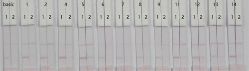 Figure 6. Optimization of resuspension solution for sample pad: 20 Mm pH 8.2 tris + 0.1% PEG + 0.1% tween + 5% sucrose + 5% trehalose + 0.2% BSA + 1% or 5% 14 kinds of resuspensions. 1 = PVP, 2 = PEG, 4 = BSA, 5 = Casein, 6 = sucrose, 7 = trehalose, 8 = sorbitol, 9 = mannitol, 11 = tween-20, 12 = Brij-35, 13 = triton X-100, and 14 = On-870. Strip 1: FM-negative sample (0 ng/mL); Strip 2: FM-positive sample (5 ng/mL).