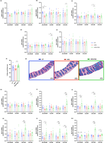 Figure 3. Oligofructose increases goblet cells differentiation and number and markers of mucins production. (a-e) mRNA relative expression of transcriptional factors involved in the goblet cells differentiation, in the jejunum, ileum, cecum and colon: atonal bHLH transcription factor 1 (Math1), SAM pointed domain containing ETS transcription factor (Spdef), E74-like ETS transcription factor 3 (Elf3), kruppel-like factor 4 (Klf4), hes family bHLH transcription factor 1 (Hes1) (n = 8-12/group). (f,g) Percentage of blue area on the total mucosal area in the proximal colon and representative images for each group (n = 9-11/group). (h-m) mRNA relative expression of markers involved in mucin production, in the jejunum, ileum, cecum and colon: (h) anterior gradient 2 (Agr2), (i) mucin 2 (Muc2), (j-m) mucin 1/3/4/13 (Muc1, Muc3, Muc4, Muc13) (n = 8-12/group). Data are means ± s.e.m. Data were analyzed using one-way ANOVA followed by Tukey post hoc test. *P < 0.05; **P < 0.01; ***P < 0.001; ****P < 0.0001.