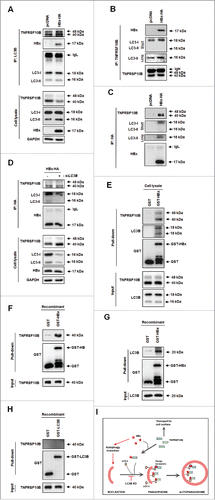 Figure 5. HBx facilitates the recruitment of TNFRSF10B to the autophagy machinery through ternary complex formation between HBx, TNFRSF10B, and LC3B. (A) Analysis of the interactions among LC3B, TNFRSF10B, and HBx in HBx-expressing cells by immunoprecipitation. At 48 h after transfection with the HBx-HA construct, cell lysates were immunoprecipitated with anti-LC3B antibody and proteins were detected by immunoblot assay. (B, C) Immunoprecipitation with anti-TNFRSF10B and anti-HA antibodies. (D) Analysis of the interaction between HBx and TNFRSF10B in LC3B knockdown cells by immunoprecipitation with anti-HA antibody. (E–G) Analysis of the interactions among LC3B, TNFRSF10B, and HBx in vitro by using a GST affinity isolation assay. GST or GST-HBx immobilized on glutathione resin was incubated with L02 cell lysates (E), purified recombinant TNFRSF10B (F), or purified recombinant LC3B (G). An aliquot of each incubation mixture was analyzed by immunoblotting to examine the input levels of each protein. Another aliquot was used for affinity isolation experiments and the bound proteins were detected by immunoblot assay. (H) Analysis of a direct interaction between LC3B and TNFRSF10B in vitro. Recombinant GST or GST-LC3B immobilized on glutathione resin was incubated with purified recombinant TNFRSF10B, and the affinity isolation assay was performed as above. (I) Proposed mechanism of HBx-mediated TNFRSF10B recruitment to the autophagy machinery. HBx activates autophagy and promotes TNFRSF10B recruitment to the autophagy machinery via interaction with LC3B, leading to TNFRSF10B degradation. This effect is blocked by LC3B knockdown, resulting in TNFRSF10B transport to the cell surface.