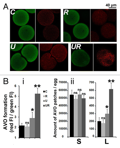 Figure 6. Roscovitine increases the amount of AVOs in U0126-treated eggs. (A) Visualization of AVOs by confocal microscopy. C, R, U, and UR are as described in Figure 3. A z projection of five images taken from a stack of images and localized in the center of the egg (U) or around the nucleus (C, R, and UR) are shown. AO accumulates in eggs as seen by the green color detected in the three conditions (left panels), and fluoresces in red (right panels) as an indication of acidity. Note that AO enters the large nucleus of UR eggs but without showing high intensity of red fluorescence. (B) Quantification of AVOs. (i) Global fluorescence; (ii) amount of AVO patches of size smaller (S) or larger (L) than 2.95 µm2. Values (means ± sem, 12 eggs/condition) are significantly different (Student t-test, *P < 0.05 or **P < 0.01) or not significantly different (ns) from those of control eggs.