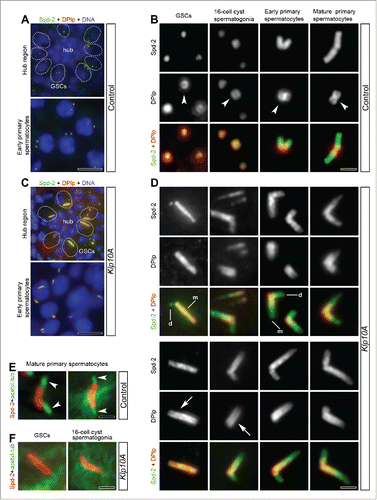 Figure 2. The recruitment of Dplp increases in Klp10A mutant testes. Low magnification of the hub region and early primary spermatocytes in control (A) and mutant (C) testes; centrioles are dot-like in control germline stem cells and early primary spermatocytes, whereas they are very elongated in mutant germ cells (Spd-2, green; Dplp, red; DNA, blue; GSCs, germline stem cells). Representative centrioles in control (B) and mutant (D) male germ cells at indicated stages of development were stained to reveal Spd-2 (green) and Dplp (red). Dplp forms in control testes a short cylinder (B, arrowheads) that elongates in mutant centrioles (D, arrows) and surrounds Spd-2. The paired signals found in mature primary spermatocytes correspond to V-shaped pairs of centrioles. Mother centrioles (D, m) are longer than daughters (D, d) and stained for Spd-2 and Dplp, whereas during the earlier stages of spermatogenesis the daughters often stained only for Spd-2. Acetylated-tubulin labeling (green) reveals distinct cilium-like projections in control mature primary spermatocytes (E, arrowheads) but not during the earlier phases of spermatogenesis in mutant testes; centrioles are stained with Spd-2 (red); GSCs, germline stem cells.Scale bars: A,C = 5 µm; B,D,E,F = 1 µm.