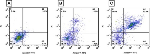 Figure 12 Flow cytometry analysis of α-synuclein aggregates formed with or without ZVFe NPs. SH-SY5Y cells were treated with the negative control group (A), α-synuclein fibrils aged for 45 h alone (B) or in the presence of ZVFe for 24 h (C).