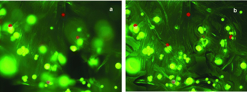FIG. 4 Two optical fluorescence micrographs of the same field of view showing 45 μm (large, green), 20 μm (medium, green), and 15 μm (red) fluorescent polystyrene microspheres on muslin cloth. Frame (a) is a normal optical image (single focus) and (b) is a reconstructed image formed from multiple images obtained at successive focal lengths.