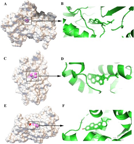 Figure 6. Molecular models of the binding of beta-sitosterol to its predicted protein targets. A: Global map of AKT1-beta-sitosterol molecular docking. Off-white represents the receptor, while the pink ball indicates the small ligand beta-sitosterol. B: Binding interaction between AKT1 and beta-sitosterol. C: Global map of the AR-beta-sitosterol model. D: Binding interaction between AR and beta-sitosterol. E: Global map of the ESR1-beta-sitosterol model. F: Binding interaction between ESR1 and beta-sitosterol.