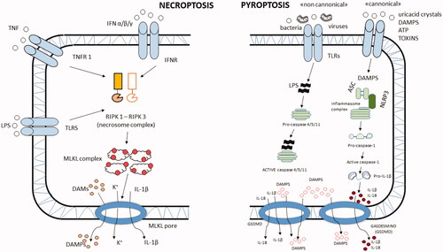 Figure 2. Schematic representation of necroptosis and pyroptosis cellular functions. In necroptosis, pro-inflammatory cytokines and/or LPS bind their own receptors on the cell membrane, which activate the necrosome complex. This, in turn, activates the MLKL complex damaging the cellular membrane, MLKL pore formation and release of DAMPS, K+ and IL-1β. In the pyroptosis “canonical model”, DAMPS, toxins, ATP, uric-acid crystals or other cellular stressors activate the inflammasome complex, which can bind pro-caspase 1 involved in the activation of caspase-1 followed by activation of IL-1β and IL-18 that are released through gasdermin pores. In the “non-canonical” pyroptosis model, bacteria, viruses and other stressors bind procaspase 4/5/11, which, after activation, induces the production and release through gasdermin pores of DAMPS and proinflammatory cytokines such as IL-1β and IL-18. DAMPs: damage-associated molecular patterns; TLR: toll like receptor; GSDMD: gasdermin D; MLKL: mixed lineage kinase domain like pseudokinase; RIPK1-3: receptor-interacting protein kinase 1–3.