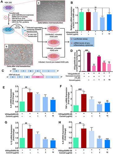 Figure 4 Coronil moderates VSVppSARS-2S pseudovirus induced expressions of inflammatory cytokines. (A) Pictorial depiction of the experimental plan showing the steps involved in pseudotyping VSV with SARS-CoV-2 protein to obtain VSVpp2S viruses, subsequent treatments and end-point readouts. Representative bright field images of HEK293 cells before (panel a) and after (panel b) being induced for pseudotyping. Manifestation of successful pseudotyping was observed as cytopathic effects in the form of cytopathic islands (demarcated with brown dotted lines), plaques and syncytia (red arrow heads) in panel (b). (B) ACE-2 level was assessed through RT-qPCR in normal, infected and Coronil treated A549 cells and represented as mRNA expression relative to the housekeeping gene, peptidyl-prolyl cis-trans isomerase (PPIA). (C) Schematic representing the difference in the genomes of regular VSV and recombinant VSV [VSV*ΔG(Luc)] used in pseudotyping. (D) VSVppSARS-2S entry into the transduced A549 cells and the effect thereof due to treatment with Coronil and positive control Camostat mesylate, assessed through luciferase assay, were represented as fold change in luminescence units relative to the normal cells, taken as background. (E–H) Expression levels of pro-inflammatory cytokines, IL-6 (E), TNF-α (F), IL-1β (G) and IL-8 (H) represented as fold change with respect to the untreated, non-transduced normal control. Data represented as mean ± SEM from three independent experiments. The statistical significance of the observed differences between the means was analyzed through one-way ANOVA followed by Dunnett’s multiple comparison test and represented as ns, ## and ### for p which was non-significant, <0.01 and 0.001, respectively, when compared to non-transduced cells without any treatment and as ** and *** for p< 0.01 and 0.001, respectively, when compared to untreated virus transduced ones.