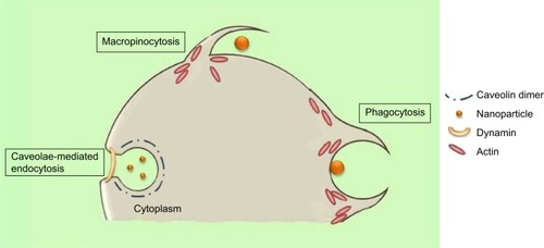 Figure 4 The mechanisms of caveolin-mediated endocytosis, macropinocytosis, and phagocytosis.