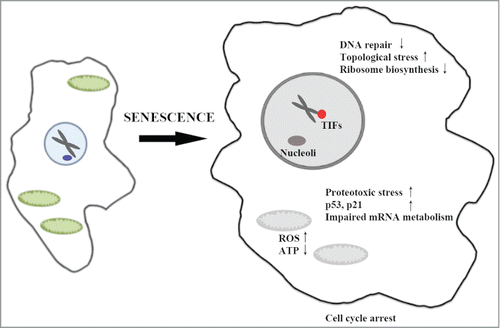 Figure 1. A schematic of the cellular processes affected by targeted protein degradation during Ras-induced senescence. Hyperactive ERK/MAPK (in red) leads to targeting of proteins to proteasomes for degradation (in blue). The authors suggest that PML nuclear bodies (PML-NBs) (in green) may serve as sites for nuclear protein degradation, and that increased turnover of nuclear and cytoplasmic targets contribute to the senescent phenotype.