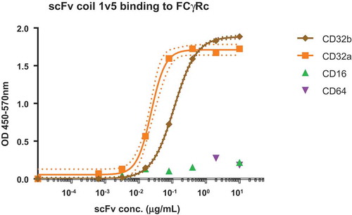 Figure 2. Binding of scFv construct to immobilized Fc-receptors.Dose response ELISA of scFv-coil1 version5 binding different FcγRcs. In the graph the EC50 of CD32a binding is 4.8 times higher than the one observed to CD32b. There is no binding to CD16 or CD64. Dot lines indicate the 99% confidence interval determined by the Graphpad Prism 6.0 software.