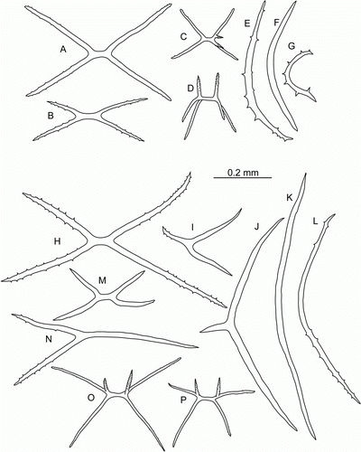 Figure 14.  Peniagone coccinea sp. nov., St. JC048/43 Dive 174. (A–G) Tube foot ossicles; (H–P) tentacle ossicles.