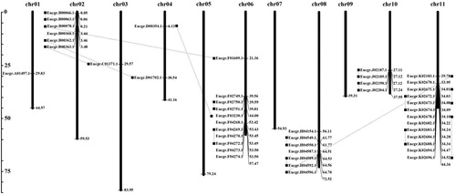 Figure 3. Distribution of 45 Eucalyptus SWEET genes on chromosomes.Note: Chromosomal locations of Eucalyptus SWEET family genes. We linked 16 pairs of the paralogous SWEET family genes by black lines.