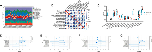 Figure 5 Evaluation of immune cell infiltration and correlation analysis between immune cells and diagnostic markers in GSE78097. (A) Histogram of immune cell ratio in psoriasis dataset GSE78097. (B) Correlation heat map of 13 types of immune infiltrating cells. (C) Differential expression plot of 13 immune infiltrating cells. (D–G) Lollipop diagram showing the relationship between diagnostic markers expression and 13 immune cell infiltrates in psoriasis. The size of the dots represents the strength of the correlation. Positive numbers represent positive correlations, and negative numbers represent negative correlations.