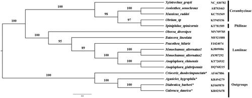 Figure 1. ML tree based on 13 concatenated PCGs data sets.