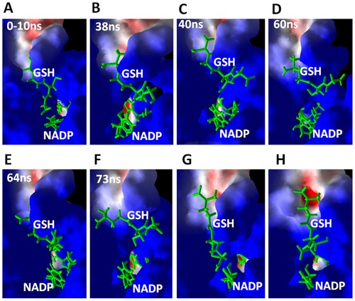 Figure 2. Simulation trajectories at different times during 100 ns of MD simulation. After the start of simulation, the simulation trajectories were displayed in YASARA software under the macro MD-play followed by export of screenshots. GSH and NADP are displayed as green sticks. CBR1 is displayed as a surface representation. Blue indicates a positively charged surface, red indicates negatively charged residues, and white indicates neutral residues.