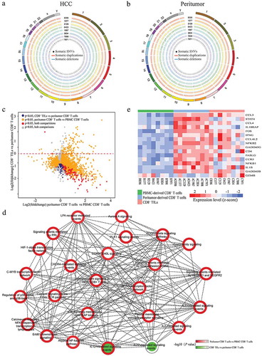 Figure 2. Genomic and transcriptomic landscapes of CD8+ T cells from different origins in HCC patients. (a and b) Circos plots of somatic SNVs and CNVs. Somatic SNVs and CNVs identified in CD8+T cells from tumor and peritumor tissues of all the eight patients were shown. The outermost ring shows the chromosome location. Black spots indicate somatic mutations, blue/red lines represent somatic deletions/duplications respectively. (c) The X axis represents the fold changes of gene expression between peritumor-derived CD8+ T cells versus PBMC-derived CD8+ T cells while the Y axis represents the fold changes between CD8+ TILs versus peritumor-derived CD8+ T cells. Genes significantly differentially expressed (adjusted P < 0.05) in both comparisons were colored with red, and genes only showed significant different expression in either CD8+ TILs vs peritumor-derived CD8+ T cells or peritumor-derived CD8+ T cells vs PBMC-derived CD8+ T cells were colored with blue and golden respectively. Other genes were colored with grey. (d) PID pathway analysis of DE genes. The outline color of each node represents the normalized significance for comparison between peritumor-derived CD8+ T cells and PBMC-derived CD8+ T cells while the inner color represents that of comparison between CD8+ TILs and peritumor-derived CD8+ T cells. Nodes are connected if the genes within two pathways were significantly overlapped (Fisher’s exact test P < 0.05). (e) Heatmap of normalized FPKM of DE genes within IL-12 mediated signal pathway.