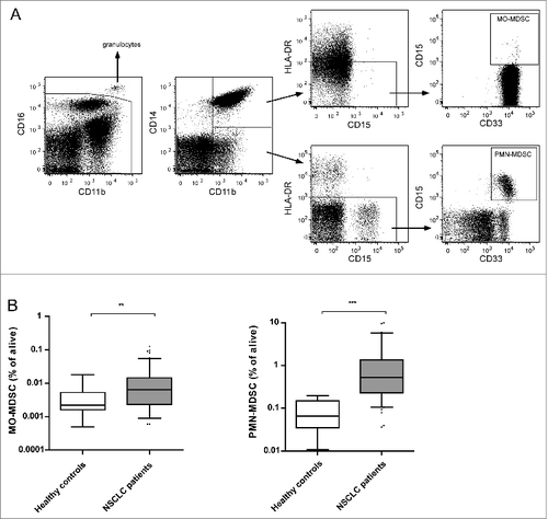 Figure 1. Levels of circulating MO-MDSCs and PMN-MDSCs are increased in patients with non-small cell lung cancer. (A) Flow cytometry was performed on freshly isolated PBMCs from NSCLC patients and healthy controls. The gating strategy for determination of circulating MO-MDSCs and PMN-MDSCs is depicted. After gating the live cells, CD16high cells were excluded. MO-MDSCs were characterized as CD14+CD11b+HLA-DRlowCD15+ and PMN-MDSCs were characterized as CD14−CD11b+HLA-DRlowCD15+. MDSC levels were determined as a proportion of live cells. (B). Frequency of MO-MDSCs and PMN-MDSCs in PBMCs was significantly higher in NSCLC patients than in healthy controls. **P < 0.01; ***P < 0.001; Mann-Whitney U test. MDSC, myeloid-derived suppressor cell; MO-MDSC, monocytic MDSC; NSCLC, non-small cell lung carcinoma; PBMC, peripheral blood mononuclear cell; PMN-MDSC, polymorphonuclear MDSC.