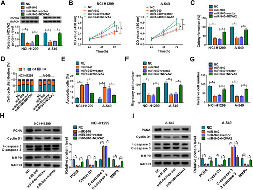 Figure 6 MiR-940 functioned as a tumor-inhibitory molecule in NSCLC via targeting NOVA2. (A) The measurement of NOVA2 was performed through Western blot after NCI-H1299 and A-549 cells were transfected with NC, miR-940, miR-940+vector and miR-940+NOVA2. (B and C) CCK-8 (B) and colony formation (C) assays were administrated for analyzing the proliferative ability of the above transfected cells. (D–G) The assessment of cell cycle/apoptosis (D and E) and migration/invasion (F and G) were achieved by flow cytometry and transwell assay. (H and I) The analyses of proteins regarding cellular processes were executed by Western blot. *P < 0.05.