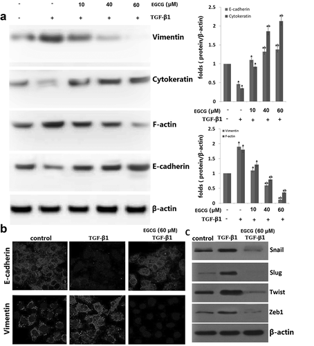 Figure 2. Effects of EGCG on TGF-β1-induced epithelial-to-mesenchymal transition (EMT) in vitro. 8505C cells were pretreated for 1 h with EGCG, followed by incubation with TGF-β1 for 48 h. (a) Expression of EMT markers in TGF-β1-stimulated 8505C cells was detected by western blot assay. (b) Immunofluorescence double staining for E-cadherin (red) and vimentin (red) in TGF-β1-stimulated 8505C after treatment of EGCG. Cells was counterstained with Hoechst 33342 (blue). Magnifications ×200; (c) Expression of the E-cadherin transcription repressors in TGF-β1-stimulated 8505C cells was detected by western blot assay. The data are representative of three similar experiments and quantified as mean values ± S.E, vs control, aP<0.05; vs TGF-β1,bP<0.05.