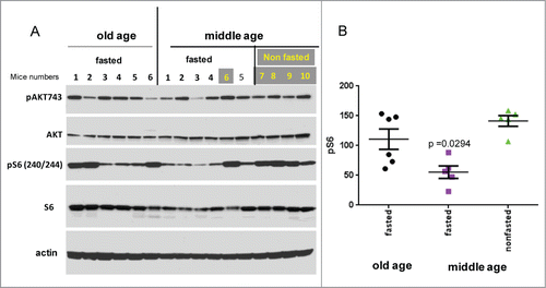 Figure 1. Hepatic p-S6 and p-Akt in old and adult (middle-aged) mice. (A) Immunoblot analysis. Protein lysates from the liver of 28 and 10 month old (old vs middle aged) female C57BL/6NCr mice were prepared as described.Citation56,57 Fasted: mice were fasted overnight. Non-fasted: regular conditions. Numbers indicate individual mice. (B) Quantitative analysis of p-S6 signal shown in panel A. Data presented as mean ± SE.