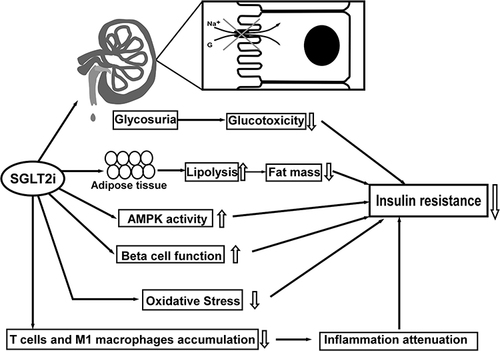 Figure 1 The Summaries on referred non-neural pathways regarding the mechanism of SGLT2i in improving IR: 1. Glucotoxicity alleviation via increasing glycosuria, 2. Lipolysis increase and lipid content reduction, 3. Up-regulation of AMPK activity, 4. β-cell function improvement, 5. Oxidative stress mitigation, 6. Inflammation attenuation by reducing T cells and M1 macrophages accumulation. Up arrows: increase; down arrows: decrease.