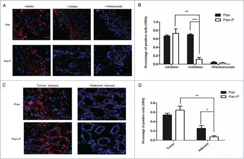 Figure 5. Analysis of Pan-P and Pan binding to human CRC sections using fluorescence microscopy. (A) Representative fluorescent immunostaining showed Pan-P was activated and bound in EGFR-positive colorectal carcinoma specimens. AF680-labeled Pan and Pan-P were incubated with frozen tissue sections of human primary colorectal cancer. After 2 hours of incubation, positive staining (red) validated Pan-P and Pan bound to EGFR in colorectal carcinoma specimens (left panel); however, preincubation of panitumumab blocked the binding positions of Pan and Pan-P (right panel) on EGFR. With preincubation of protease inhibitor, Pan-P binding fluorescent signal was inhibited as Pan binding signal remained unchanged (middle panel). 4’,6-Diamidino-2-phenylindole (DAPI) nuclear staining appears in blue. (B) Statistical analysis of immunoreaction positive cells in colorectal carcinoma specimens was shown when incubated with indicated antibody. (*, P < 0.05; **, P < 0.01; ***, P < 0.001). Data represent mean and SEM of the integrated fluorescence signals from 3 fields for each specimen. Significance is confirmed using unpaired 2-sided Student's t-test (C) Representative micrographs of fluorescent immunostaining showed reduced binding of Pan-P for normal colorectal mucosa adjacent to tumor compared with Pan. Pan-positive staining indicated the presence of EGFR expression in both tumor tissues and adjacent nontumorous mucosa tissues. Pan-P positive staining was observed only in colorectal carcinoma specimens, while no significant signal was detected from adjacent normal colorectal mucosa. (D) Percentage of positive stained cells decreased markedly in adjacent normal colorectal mucosa when incubated with Pan-P. In contrast, Pan remained binding to adjacent section to some extent. (*, P < 0.05; **, P < 0.01). Data are expressed as mean ± SEM of the integrated fluorescence signals from 3 fields for each specimen. Original magnification, ×400. Scale bars, 50 μm.