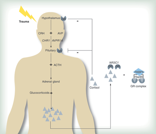 Figure 1. A simplified diagram showing some of the genes involved in hypothalamic–pituitary–adrenal axis signaling.The hypothalamic–pituitary–adrenal (HPA)-axis is one of the main signaling pathways activated in response to stress and trauma. These external cues are interpreted by the amygdala where it is processed and a distress signaling sent to the hypothalamus. CRH (or CRF) and AVP are released from the hypothalamic paraventricular nucleus and bind to their principal receptors, CRHR1 and AVPR1A. This in turn activates transcription of POMC, which is cleaved into ACTH and secreted from the anterior pituitary gland. In turn, this acts on the adrenal cortex to trigger release of glucocorticoids (e.g. cortisol) into the bloodstream. Upon binding of cortisol to the corticosteroid receptor, including the GR (encoded by NR3C1), this complex translocates into the nucleus and can bind to glucocorticoid responsive elements in the promoter regions of various target genes. This triggers the downstream signaling pathways which are necessary for the body’s physiological response to stress. The functions of the GRs are partly moderated by chaperone-binding proteins. FKBP5 is a co-chaperone of Hsp90 and binds to the GR complex. When bound, the receptor has decreased affinity for cortisol and nuclear translocation is less efficient. FKBP5 thus plays an important role in the HPA-axis negative feedback loop and the levels of this protein increase in response to GR activation. The GR also plays a critical role in regulating the HPA-axis through a negative feedback loop, blocking further cortisol secretion.ACTH: Adrenocorticotropic hormone; AVP: Arginine vasopressin; CRH: Corticotrophin-releasing hormone; GR: Glucocorticoid receptor.