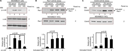 Figure 3 High glucose influences c-cbl phosphorylation and GTPase Rac1 activation.