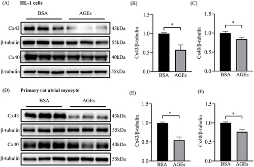 Figure 3 Altered protein expression levels of Cx43 and Cx40 in HL-1 cells and primary atrial myocytes treated with AGEs. (A) Representative blots of Cx43 and Cx40 proteins in each HL-1 cell group (n=6). (B and C) Densitometry analysis of Cx43 and Cx40 proteins in each HL-1 cell group (n=6). (D) Representative blots of Cx43 and Cx40 proteins in each primary rat atrial myocyte group (n=6). (E and F) Densitometry analysis of Cx43 and Cx40 proteins in each primary rat atrial myocyte group. *p<0.05.