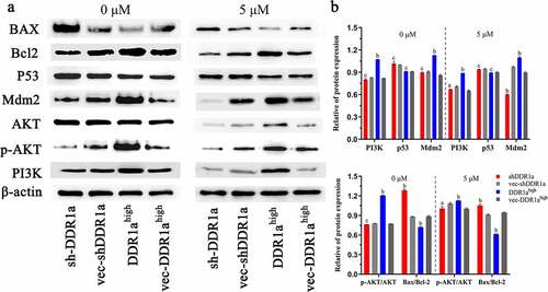Figure 6. DDR1a regulated PI3K/AKT/Bcl2 signaling pathway (a) The transfected cells were treated with or without 5 μM 5-FU, then the Western blot was performed. (b) The bar chart represents the quantitative measurement of the relative proteins normalized with β-actin in three independent assays. ap < 0.05, bp<0.01, cp>0.05, compared with vec-shDDR1a or vec-DDR1ahigh. PI3K, phosphatidylinositol 3-kinase; p-AKT, phosphorylation protein kinase B; AKT, protein kinase B; MDM2, Murine double minute 2; Bcl-2, B-cell lymphoma/leukemia-2; BAX, Bcl-2 associated X.