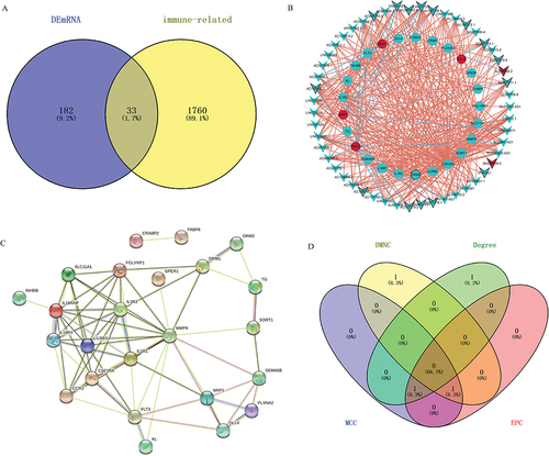 Figure 6 Immune-related co-expressed fracture-related lncRNAs and mRNAs. (A): Venn diagram of 33 immune-related DEmRNAs; (B): The co-expression network of 25 immune-related DEmRNAs; (C): the PPI network of 33 immune-related DEmRNAs; (D): 8 core mRNAs (IL18R1, IL18RAP, SLC11A1, CSF2RA, CCR3, IL1R2, PGLYRP1, and IL1R1) screened by 4 algorithms.