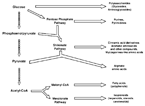 Figure 3 Main pathways of some secondary and primary metabolites biosynthesis.