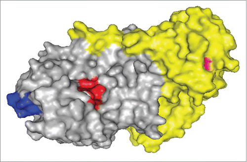 Figure 6. Schematic representation of the epitopic region of mAb A7C4. The epitopic region (blue) of mAb A7C4 is depicted with respect to the active site cleft (red) on the surface of abrin (gray: abrin A chain; yellow: abrin B chain). The residue Asn-160 near one of galactose binding pockets of the B chain is represented in pink. The image was generated using open-source PyMOL software (PDB code: 1ABR).