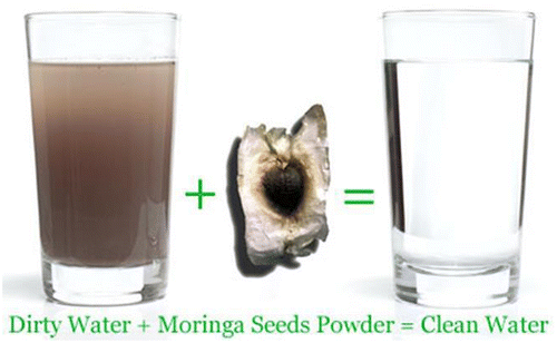 Figure 1. Water treatment using Moringa Seed.