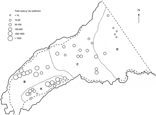 Fig. 4. Mean concentration of dinoflagellate cysts (cysts g−1 dry weight) in the surface sediments (0–5 cm depth) from 44 stations sampled in Belfast Lough in November 2002 and April 2003.