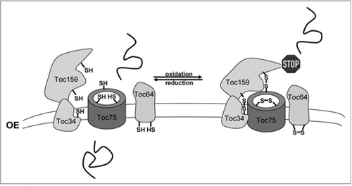 Figure 2 Redox-regulation of protein import into chloroplasts at the level of the Toc complex. The import yield of preproteins is strongly dependent on the formation or reduction of disulfide bridges in the Toc channel Toc75 and/or in the Toc receptors Toc159, Toc34 and Toc64. Reduction of disulfide groups lead to an increase in import efficiency (left part), whereas oxidation of thiol groups inhibits preprotein import (right part). Reduction of the active disulfide groups seems to allow greater flexibility of the Toc receptors which is likely necessary for efficient preprotein binding and subsequent transfer of the precursor to the Toc75 channel protein. Blocking of import on the other hand seems to be achieved by the formation of intermolecular disulfide bridges between Toc159/Toc75/Toc34, leading to the formation of a heterotrimer, (indicated by the close proximity of the components in the left part) and/or by homo-oligomerization of Toc64. All preproteins using the Toc complex seem to be influenced by this thiol-mediated regulation. Reduced and oxidized thiol groups are indicated by SH and SS, respectively.