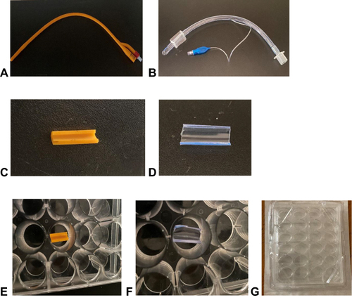 Figure 1 Medical implants used for biofilm experiment. (A) Foley balloon catheter. (B) Endotracheal tube. (C) 15-mm long catheter tube cut in half. (D) 12-mm long endotracheal tube cut in half. (E) Catheter segment and (F) endotracheal tube segment placed in (G) sterile 24-well culture plate.