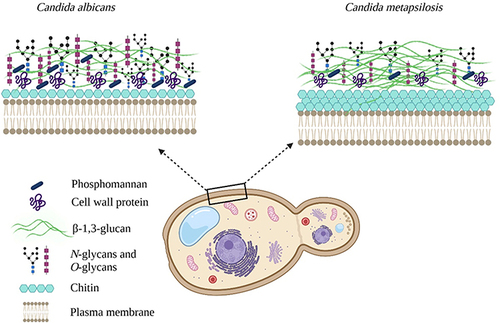 Figure 1 Comparison between the Candida albicans and Candida metapsilosis cell walls. C. metapsilosis cell wall contains a higher percentage of chitin and β-1,3-glucan, but less amount of mannans, phosphomannans, and proteins than C. albicans. Due to these differences, the C. metapsilosis cell wall porosity is significantly higher than in C. albicans. Created with BioRender.com.