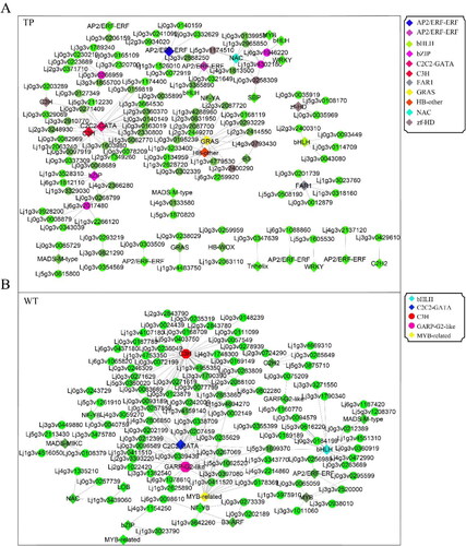 Figure 7. Network diagram of the co-expression of DEGs and TFs. DEGs co-expressed with TFs in TP (A) and WT (B); the solid line indicates positive correlation and the dashed line indicates negative correlation.