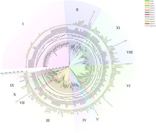 Figure 6. Phylogenetic relationships of the three species of model plant, Arabidopsis, maize (Zea mays L.) and alfalfa (Medicago sativa). Different colours represent different subgroups. The outermost circle represents the gene structure, while the innermost circle represents the bZIPs motif.