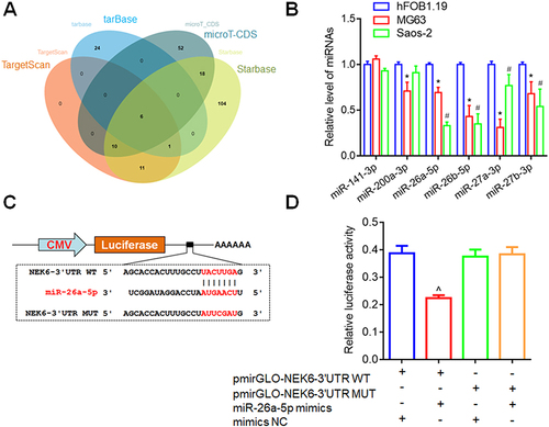 Figure 5 NEK6 was directly targeted by miR-26a-5p. (A) Venn diagrams were used to screen out NEK6 from miR-26-5p-targeted mRNAs predicted by bioinformatics tools, including TargetScan, tarbase, microT-CDS and Starbase. (B) The expression levels of miR-141-3p, miR-200a-3p, miR-26a-5p, miR-26b-5p, miR-27a-3p and miR-27b-3p were detected in MG63 and Saos-2 cells. (C) The binding sites of miR-26a-5p on NEK6 were displayed by TargetScan through sequence alignment and DLR report vectors. (D) Inhibition effect of miR-26a-5p on NEK6 was detected by DLR assay in HEK293T cells. *P<0.05 indicates miRNA levels in MG63 vs in hFOB1.19 cells, #P<0.05 indicates miRNA levels in Saos-2 vs in hFOB1.19 cells, ^P<0.05 vs pmirGLO-NEK6 3’UTR (WT) and NC co-transfected cells.