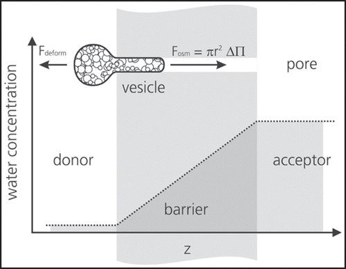 Figure 5 Scheme of mechanism of ultradeformable vesicle transport through a stratum corneum pore. The vesicle will penetrate into the pore if the force from the osmotic pressure exceeds the deformation resistance of the vesicle (published with permission from ref. 4).