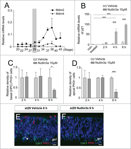 Figure 3. Expression of p21 after Nutlin3a treatment and effect on mitoses in retinal explants. Relative mRNA expression of (A) Mdm2 and Mdm4 in the developing retina from st20-45. St29 (E6) is marked with a gray bar. (B) The relative mRNA levels of p21, at st29 retinal explants, after Nutlin3a 10 μM treatment. (C) The relative density (PH3+ cells/mm2) of basal (HPCs) PH3+ cells and (D) apical PH3+ after treatment with Nutlin3a compared with vehicle. Fluorescence micrographs of Lim1, PH3 double-positive cells in st29 retinal explants after (E) vehicle or (F) Nutlin3a treatment. Arrowhead: double-positive HPC, st: Hamburger and Hamilton stages, one-way ANOVA, Tukey's multiple comparison test or Student's t test, *P < 0.05, ***P < 0.001, n ≥ 4 treated eyes, 4 sections per eye. Scale bar is 10 μm.