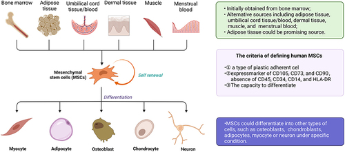 Figure 2 The sources and characteristics of mesenchymal stem cells. The criteria defining human mesenchymal stem cells: i) a plastic-adherent cell; ii) expression of CD105, CD73, and CD90, and absence of CD45, CD34, CD14, and HLA-DR; and iii) the capacity to differentiate. (Created using BioRender.com).